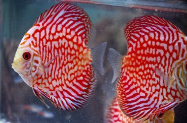 Red Fire Dragon Discus